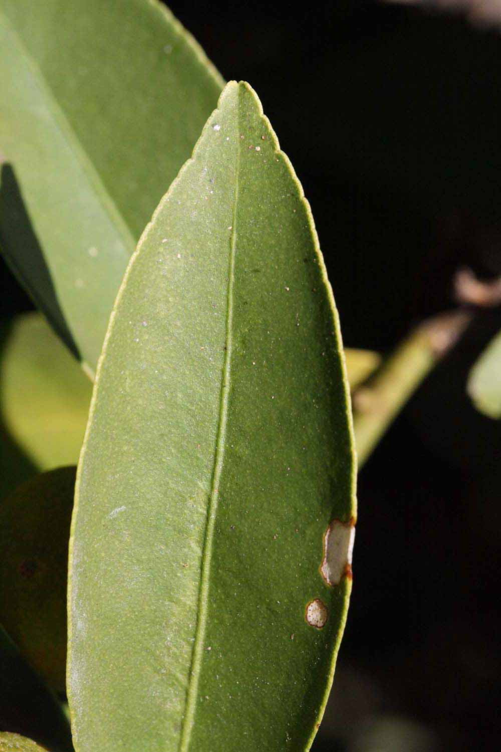              Margin (Riverside, CA)       